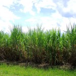 Zuckerrohrfeld in Kuba