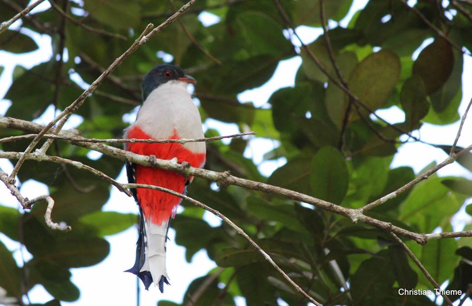 Nationalvogel Kubas: Tocororo