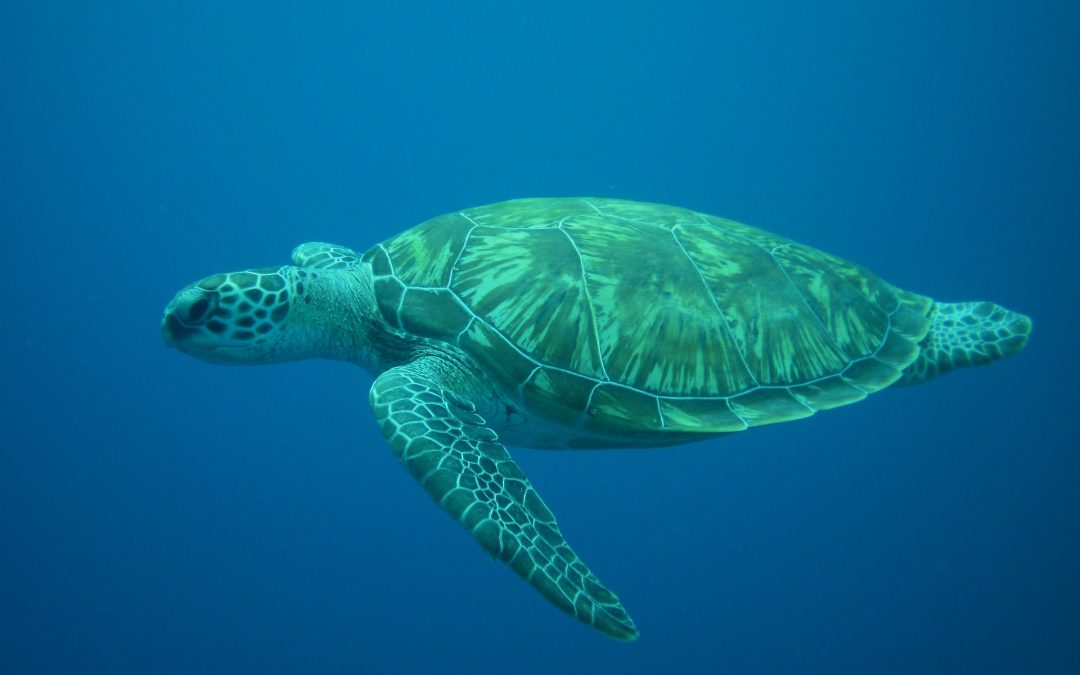 Kubanews: Meeresschildkröte