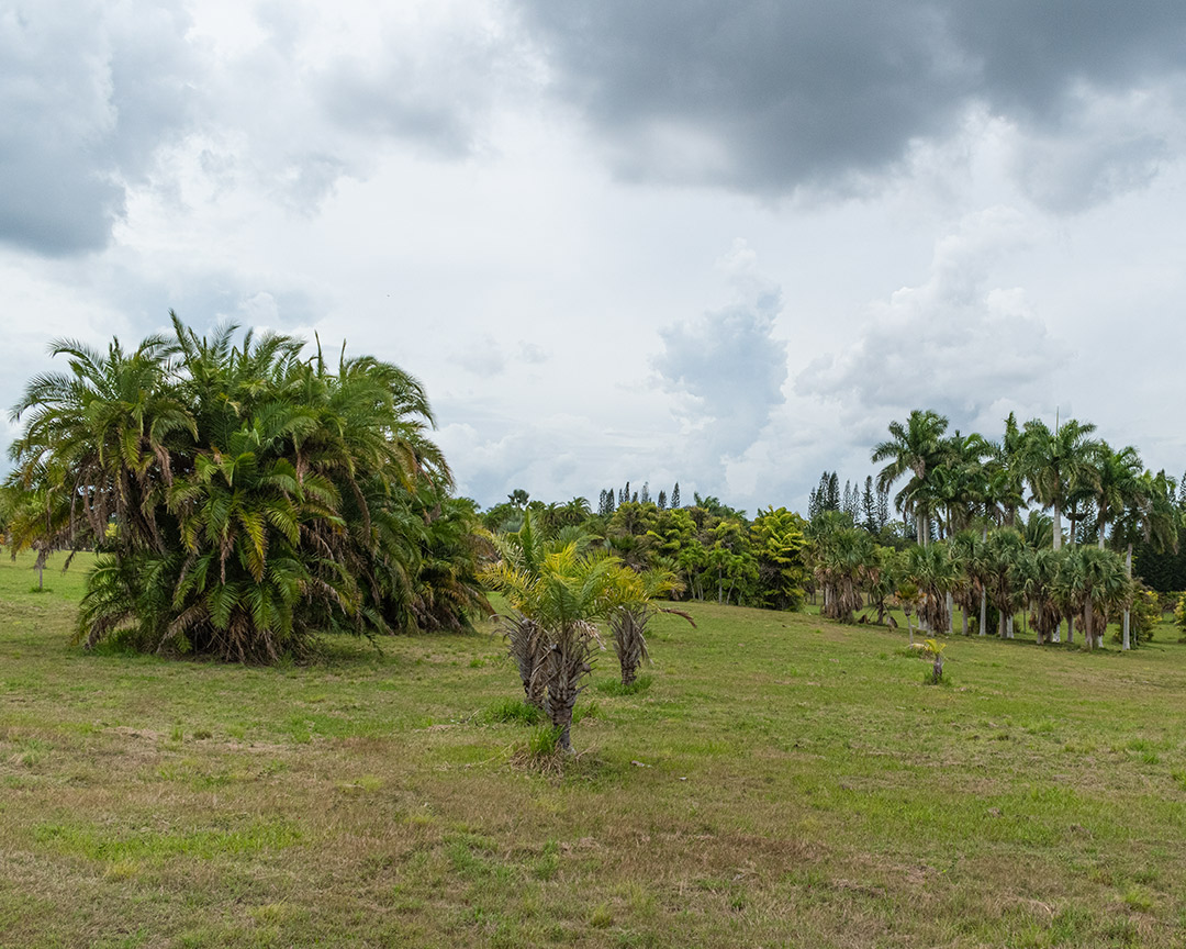 Kubanews: Kubanische Palmen
